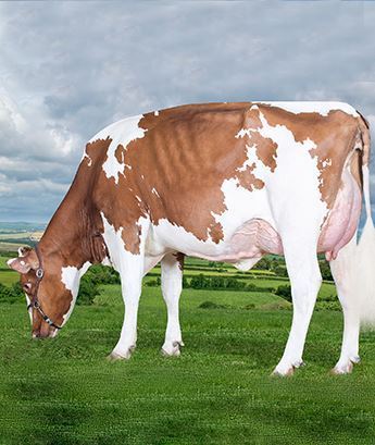 Red Holstein