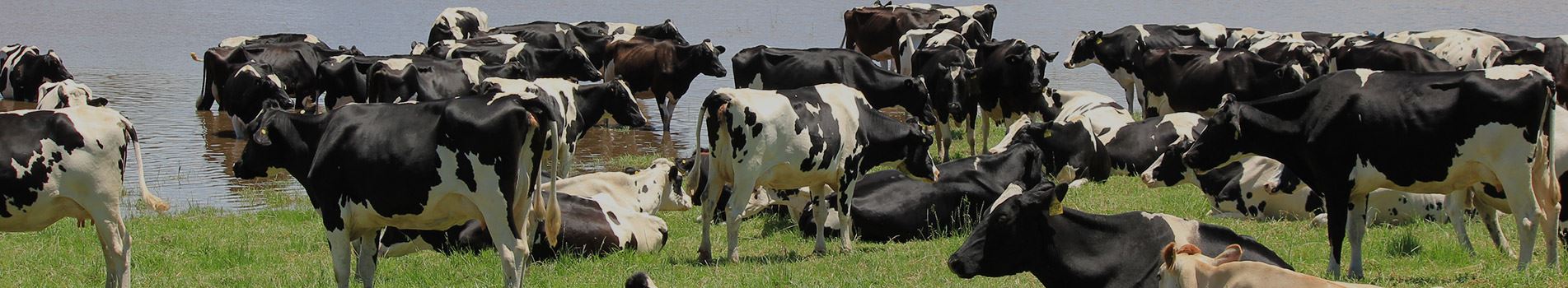 Alt Sayfalar-banner-1