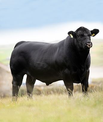 angus123